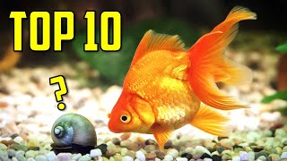 Top 10 Goldfish Tank Mates You Should Try [upl. by Meesak]