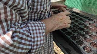 Coneflower seeds from my garden [upl. by Heigho]