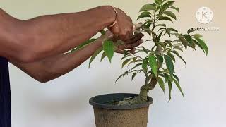 Bonsai training methods😇 [upl. by Htabmas]