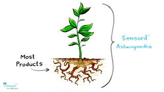 What Makes Sensoril Ashwagandha Extract Unique  Ashwagandha Benefits  Nootropics Depot [upl. by Tremain]