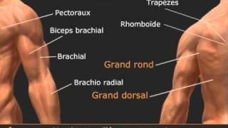 Exercice des tractions en pronation [upl. by Germain]