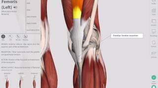 Deep Tendon Reflexes  Complete Anatomy [upl. by Tenom302]