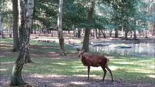 quotRotwild im Spandauer ForstBerlinquot Ein Video von Wolfgang Schmökel [upl. by Aelanej14]