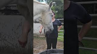 Horse keeps cool by bobbing for apples [upl. by Hesper]