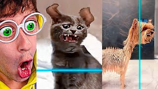 FILTROS de ANIMALES más GRACIOSOS Intenta NO reír Gatos y Perros Divertidos Time Warp [upl. by Flint]