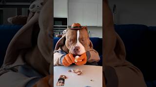 Dog making egg 😶‍🌫️ shorts dog pitbull americanbully food mukbang [upl. by Grussing]