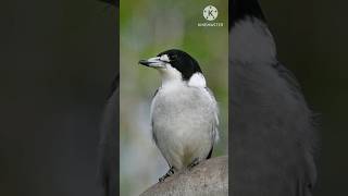 Aquatic🔥 birdshortfactvideoviral😱😱 [upl. by Neila534]