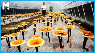 Japan Reishi Mushroom Farming Harvesting Processing  How to Grow Red Reishi Mushroom Lingzhi [upl. by Iaht]