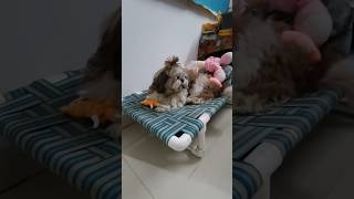 shorts short shortvideo youtubeshorts youtube doglover petlover [upl. by Sidnak]