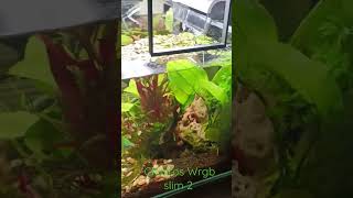 Chihiros Wrgb slim 2 Live plants [upl. by Lumbard]