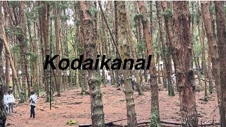 കോടൈക്കനാലിൽ കണ്ടിരിക്കേണ്ട places  Must visit at kodaikanalkodaikanalThamilnadu [upl. by Lehcir]