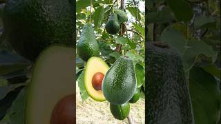 Avocado 🥑🥑 youtubeshorts shortvideo viralshortst fruit muslimkid banglamusic [upl. by Christa720]