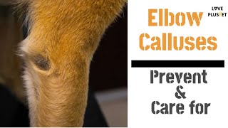 How To Care for and Prevent Elbow Calluses in Dogs [upl. by Ettenyl300]