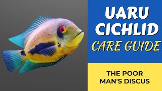 UARU CICHLID CARE GUIDE [upl. by Kerrie]