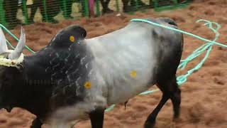 சுந்தரசோழபுரம் ஜல்லிக்கட்டு 2024 Sundara Cholapuram jallikattu PART2 [upl. by Kinelski]