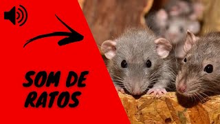 SOM DE RATOS I BARULHO DE RATOS I GRITOS DE RATOS [upl. by Erehpotsirhc]