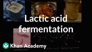 Lactic acid fermentation  Cellular respiration  Biology  Khan Academy [upl. by Candra]