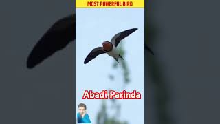 Facts About Shallow Bird Ababeel 😱 shorts [upl. by Morry]