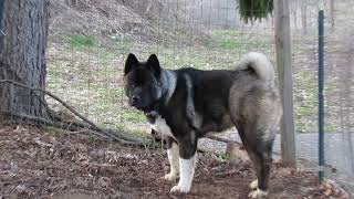 Akita Dog quotKuroquot 8 Months Over 100lbs [upl. by Assirolc]