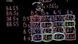 Dihybrid cross and law of probability [upl. by Inna710]