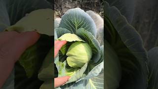 cabbagefarming cabbage nature villagelife shorts farming naturevideo agriculture [upl. by Jenette]