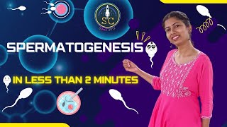 SPERMATOGENESIS FOR NEETAIIMS  IN LESS THAN 2 MINUTES  ASHIMA MAM [upl. by Scholz]