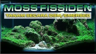 MENANAM MOSS SECARA EMERSEDDSM  FISSIDEN FONTANUS [upl. by Trinette]