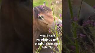 Conservation grazing in the Forest of Dean [upl. by Yngiram]