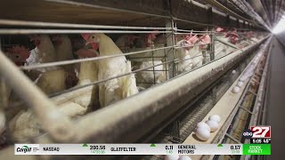 No chickens or other live poultry will be at the 2024 Pennsylvania Farm Show [upl. by Anneliese]