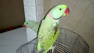 Beautiful Talking Parrot  Alexandrine Parrot [upl. by Gayla]