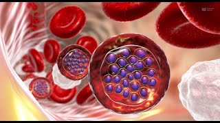 Transcription factor PfAP2P regulates pathogenesis during malaria parasite blood stages [upl. by Ennove]