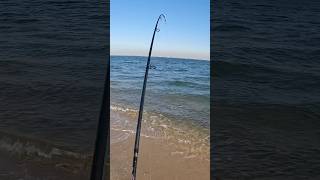 NJ fall striped bass run stripedbassfishing fishing oceanfishing [upl. by Dewar]