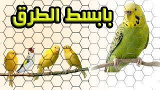 بنيت غرفة لتربية العصافير [upl. by Haidedej]