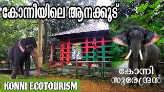 കോന്നി ആനക്കൂടിലെ പുതിയ വിശേഷങ്ങൾ  konni Elephant Training Centre pathanamthitta  LT Dreams [upl. by Auqinu]