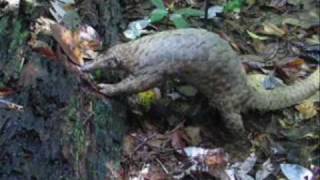 Malayan or Sunda pangolin Manis javanica of Borneo rainforest  BSBCC [upl. by Assenal]