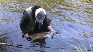 Mörrumsån 2017 Lax fiske Flugfiske  Mörrumriver Fly fishing for Big fish [upl. by Kreiker827]