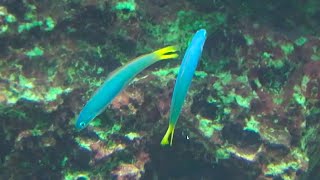 オグロクロユリハゼ Blacktail goby Ptereleotris heteroptera [upl. by Reginauld432]