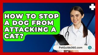 How To Stop A Dog From Attacking A Cat  PetGuide360com [upl. by Alletsyrc]