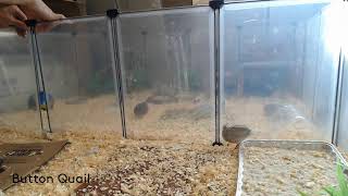 Button Quail Cam 92624 [upl. by Gunther964]