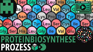 Proteinbiosynthese │Biologie Lernvideo Learning Level Up [upl. by Guthry]