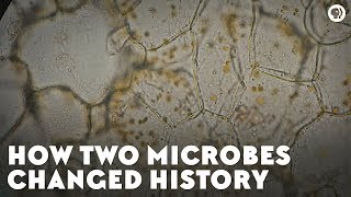 How Two Microbes Changed History [upl. by Avihs714]