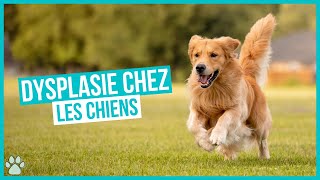 Chien atteint de Dysplasie  causes symptômes et traitements [upl. by Anwahsad]