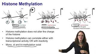 2 Histone acetylation and histone methylation [upl. by Thgiled]