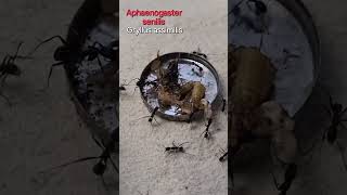 🐜 Aphaenogaster senilis amp Świerszcz kubański Gryllus assimilis [upl. by Innus]