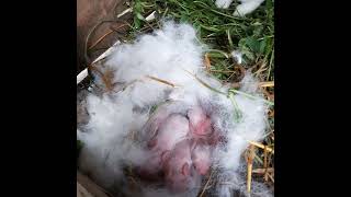 My Rabbit Farming in Nakuru Kenya The first offspring in the project born on the 19th Oct 2024 [upl. by Larue]