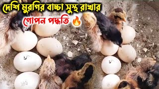 38 দেশি মুরগির বাচ্চা সুস্থ রাখার গোপন পদ্ধতি। দেশি মুরগি পালন। Krishoker golpo [upl. by Ninel]