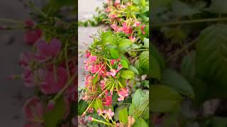 Madhumalti Plant 🎋🌿garden nature madhumalti flowers gardening shorts [upl. by Wiseman]