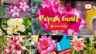 Adinyam Plant  Adinyam Flowers  Multicolor  Adinyam Bonsai  Priti Nursery amp Farm  Paresh Gamit [upl. by Htenay]