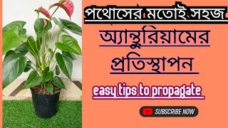 সহজে অ্যান্থুরিয়ামের যত্ন‌ প্রতিস্থাপন। A to Z Anthurium care amp propagation [upl. by Bromleigh]