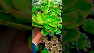 Succulent plants verities shortfeed shorts plants [upl. by Gildus]